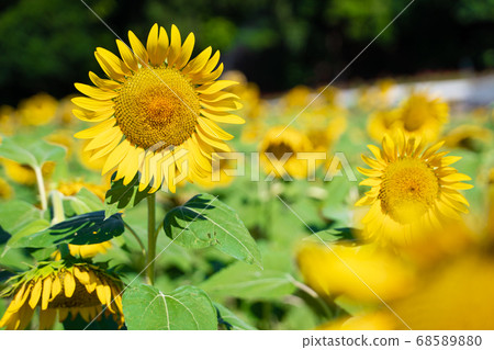 Sunflower field Sunflower field 68589880