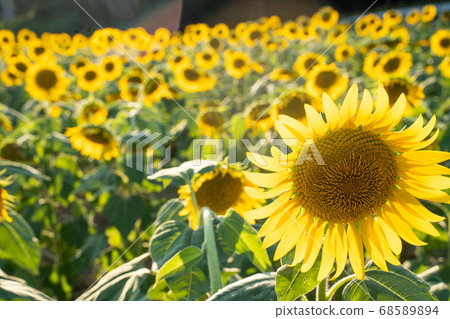 Sunflower field Sunflower field 68589894