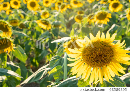 Sunflower field Sunflower field 68589895