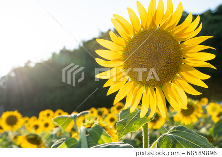 Sunflower field Sunflower field 68589896