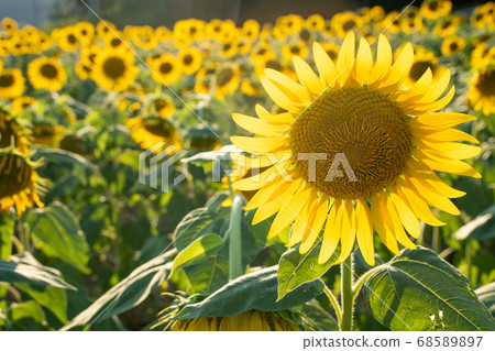 Sunflower field Sunflower field 68589897