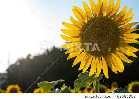 Sunflower field Sunflower field 68589898