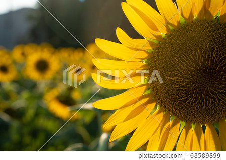 Sunflower field 68589899