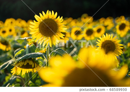 Sunflower field Sunflower field 68589930