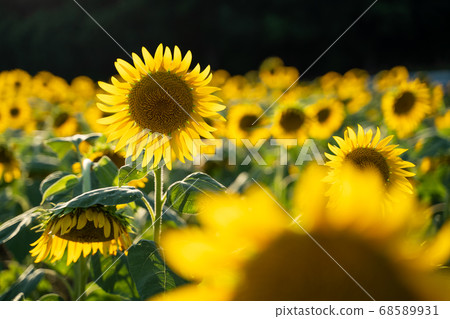 Sunflower field Sunflower field 68589931