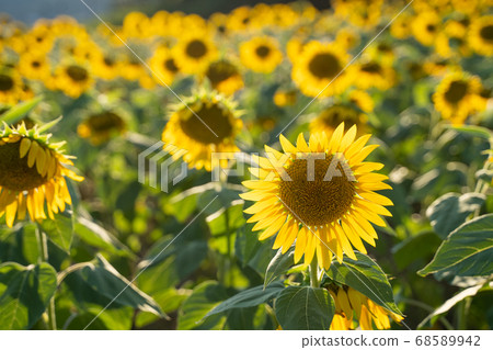 Sunflower field Sunflower field 68589942