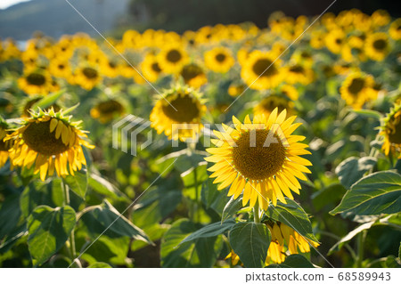 Sunflower field Sunflower field 68589943