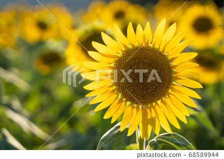 Sunflower field Sunflower field 68589944