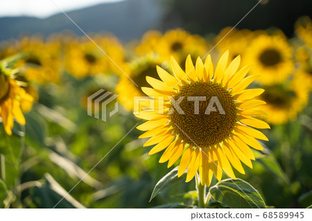 Sunflower field 68589945