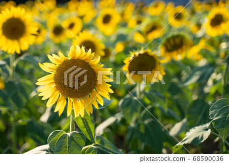 Sunflower field Sunflower field 68590036