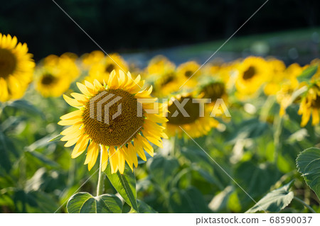 Sunflower field Sunflower field 68590037