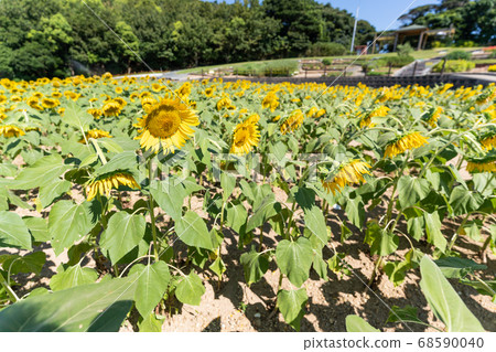 Sunflower field Sunflower field 68590040