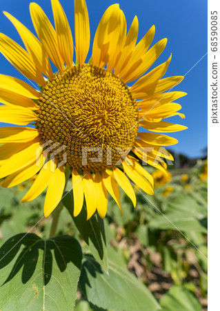 Sunflower field Sunflower field 68590085