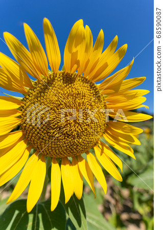 Sunflower field 68590087