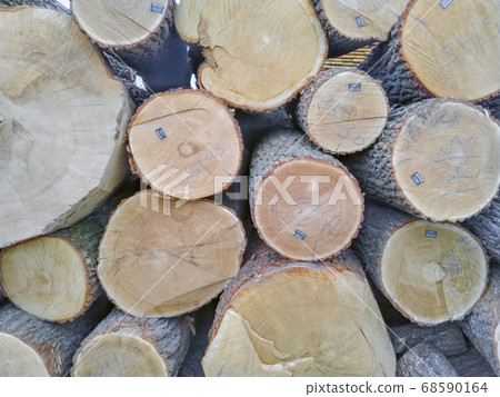 oak logs from the end as a background 68590164