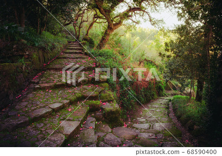 Nice and romantic footpath in the forest Nice and romantic footpath in the forest 68590400