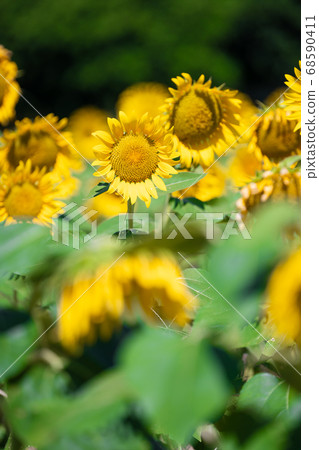 Sunflower field Sunflower field 68590411