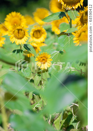 Sunflower field Sunflower field 68590412