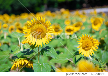 Sunflower field 68590496