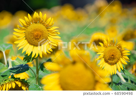 Sunflower field 68590498