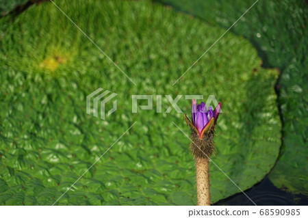 August Kasu 77鬼巴士，睡蓮家庭，鬼巴士本地人（北川部町） 68590985