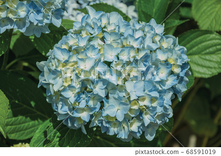 Pretty colorful hydrangea flowers Pretty colorful hydrangea flowers 68591019