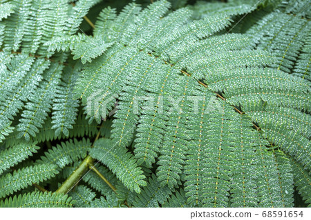 Fern plant and raindrops 5742 68591654