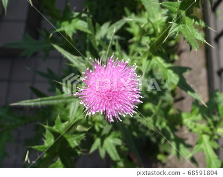 American onion American onion 68591804