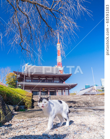 March Cats in the precincts of Tokyo Tower and Zojoji, Minato-ku, Tokyo 68591883