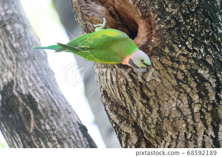 green Parrots in nature green Parrots in nature 68592189