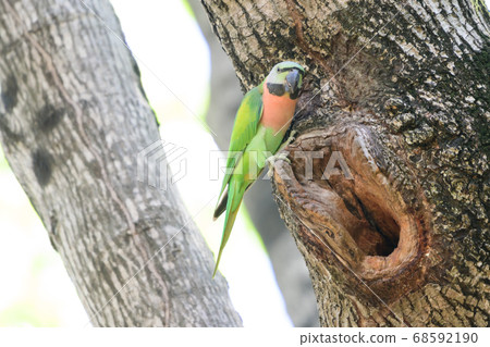 green Parrots in nature green Parrots in nature 68592190