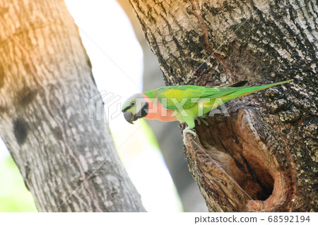 green Parrots in nature green Parrots in nature 68592194