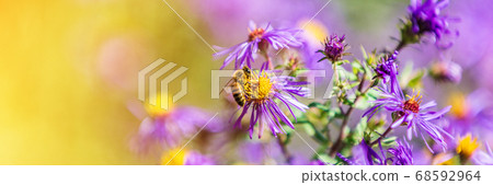 Honey bee pollinating purple aster flower in autumn fall garden nature background. Bees, flowers copy space panoramic banner Honey bee pollinating purple aster flower in autumn fall garden nature background. Bees, flowers copy space panoramic banner 68592964