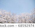The beginning of spring and the gentle cherry blossom color 68592974