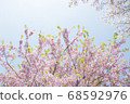 The beginning of spring and the gentle cherry blossom color 68592976