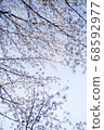 The beginning of spring and the gentle cherry blossom color 68592977