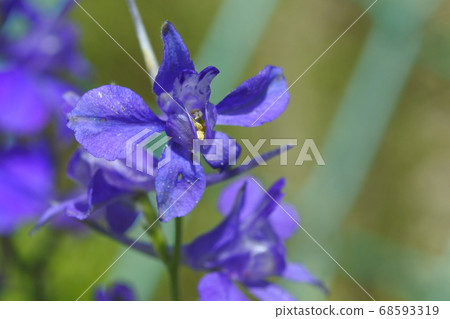 玄ens,形狀像鳥兒在天上飛的花 玄ens,形狀像鳥兒在天上飛的花 68593319