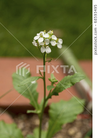 山葵芝麻菜花 山葵芝麻菜花 68593495