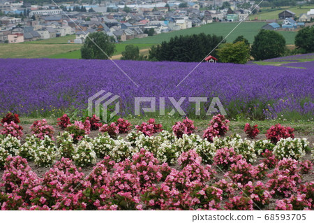 北海道上富良野Hi野薰衣草公園和城市景觀 北海道上富良野Hi野薰衣草公園和城市景觀 68593705