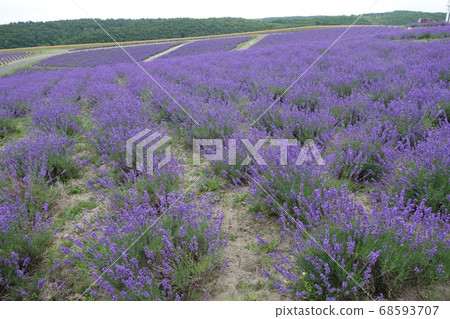 北海道上富良野日之出薰衣草園青岡 北海道上富良野日之出薰衣草園青岡 68593707