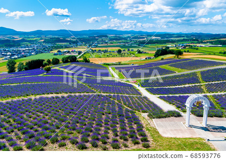 北海道富良野町日之出公園薰衣草園 68593776