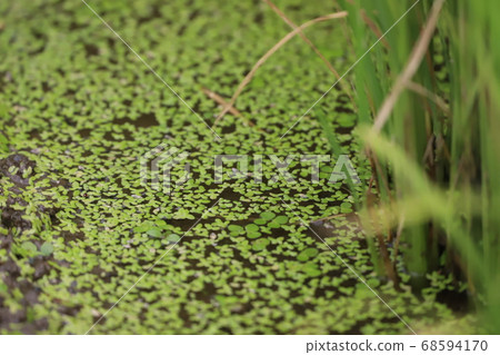 Rice field floating grass 68594170
