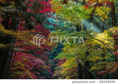 (靜岡縣)小國神社古老的森林,秋天的色彩 (靜岡縣)小國神社古老的森林,秋天的色彩 68594699