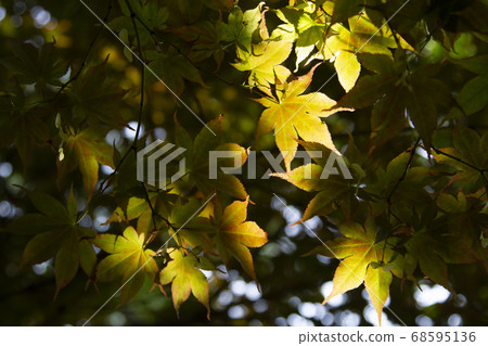 春天公園的葉子 春天公園的葉子 68595136