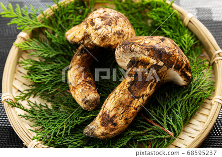 Matsutake gorgeous image Matsutake gorgeous image 68595237
