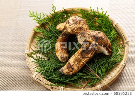Matsutake gorgeous image Matsutake gorgeous image 68595238