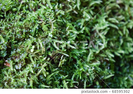 Mountain stream moss Mountain stream moss 68595302