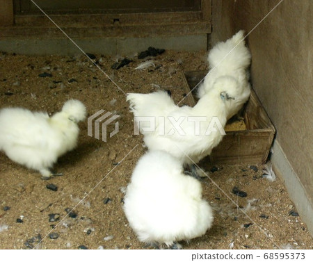 Multiple White Crow Chicken Multiple White Crow Chicken 68595373