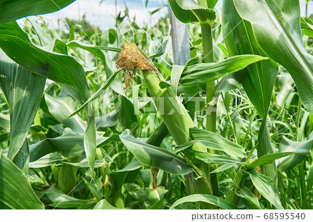Corn 68595540