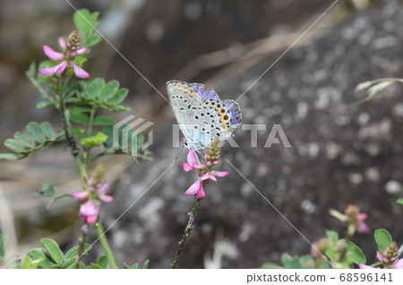 Affiliation 68596141